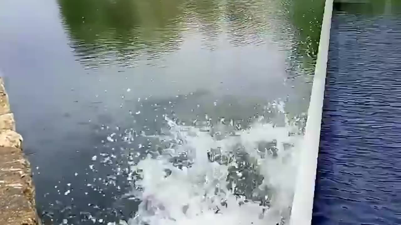 Funny video