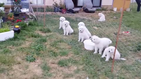 Maremma pups parking