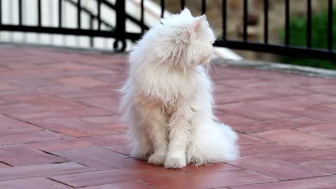 Cute Cat Part 8🐱