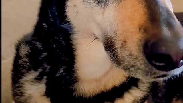 Check out the many displays of adorable pets.(10)