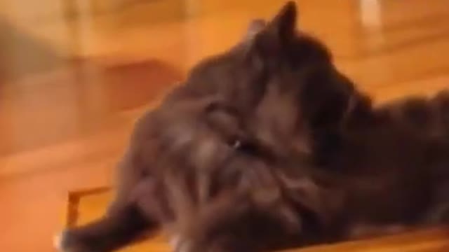 Funny Animal Compilation, try not to laugh