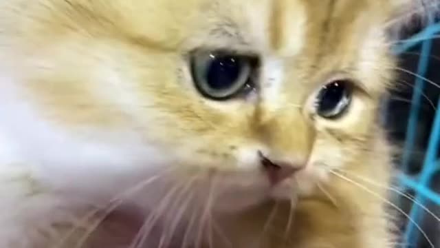 This kitten is really my baby(4)