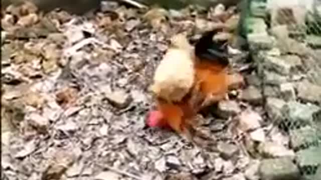 Chicken Vs Dog Fight - Funny Dog And Chicken Fight Video.