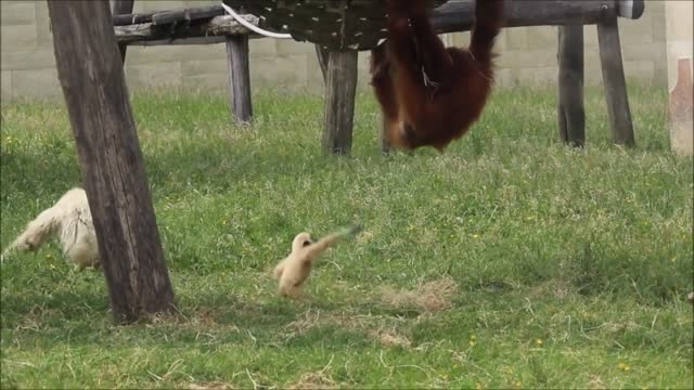 Cute Gibbons Playing and Climbing