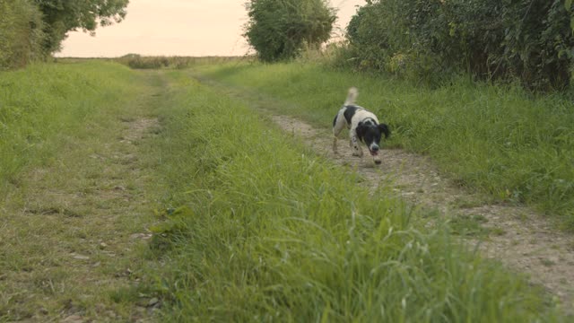 Tracking Shot of a Cute Dog Running Along a Rural Path.