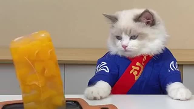 cat Sushi Chef Nah its Orange Pudding Chef thatlilttlepuff puffknowsbetter catsofyoutube_360p