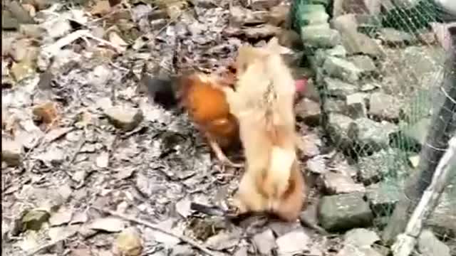 Chicken VS Dog - Funny Dog Fight Videos