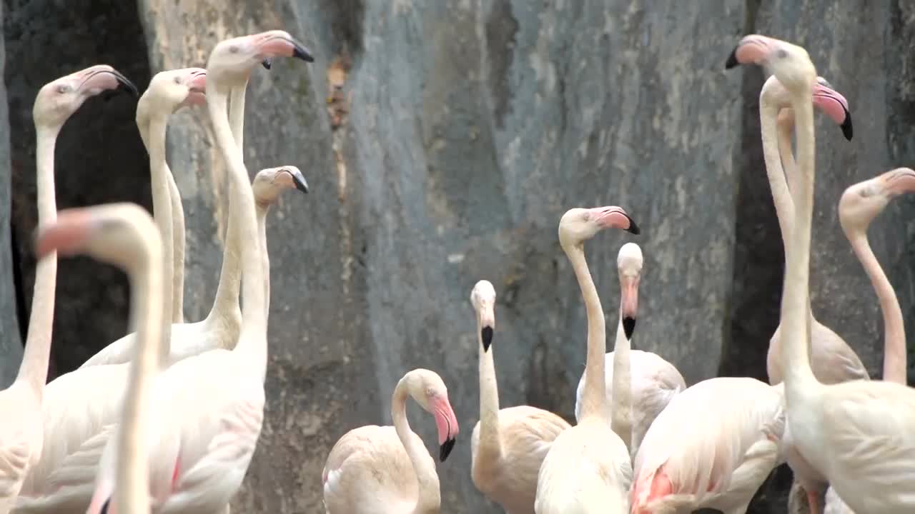 4K VIDEO (ULTRAHD) INDIAN WILDLIFE WITH BREATHTAKING VISUALS - 7of8