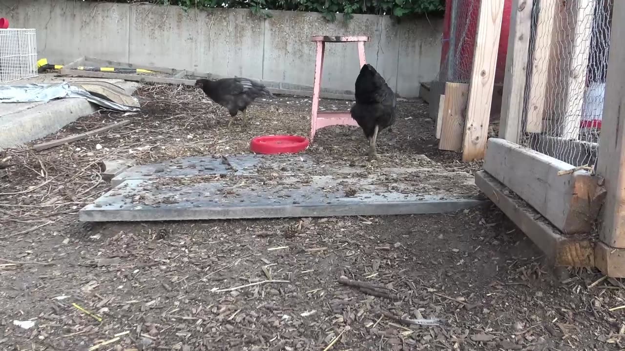 Chickens