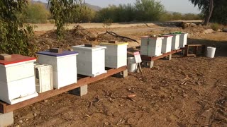 Honey Hive Farms working the bees