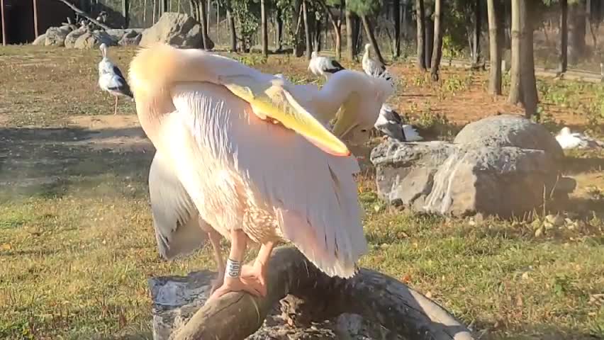 The giant bird manages its feathers so that it breaks its neck.