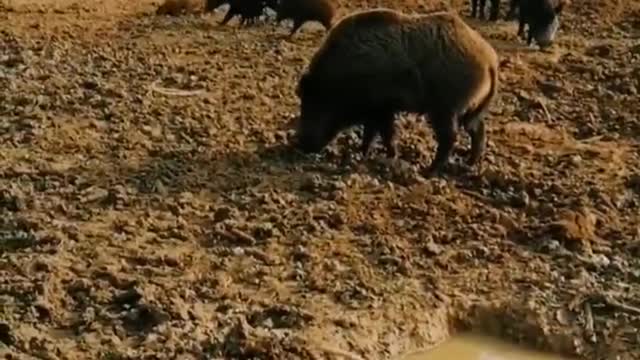 Dog vs. wild boar