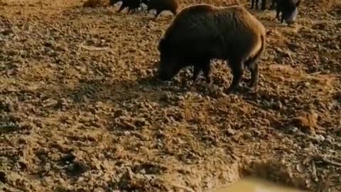 Dog vs. wild boar