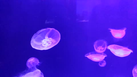 Jellyfish