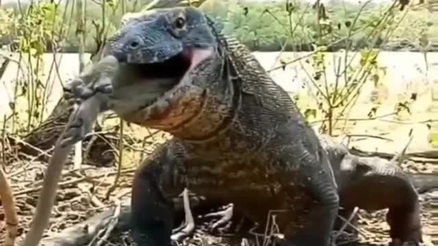 Cute animal behavior makes you happy