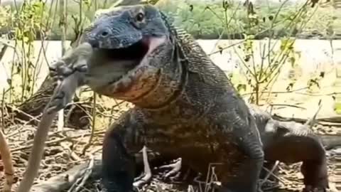 Cute animal behavior makes you happy