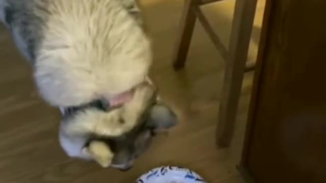 Ellen is picky eaters again, what should I do?