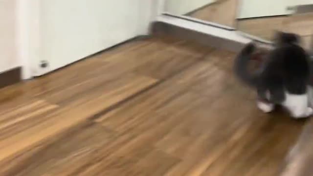 Your Lovely Cat 😻 Make you feel Happy