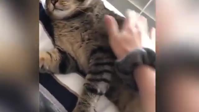 Funny Cat And Dog