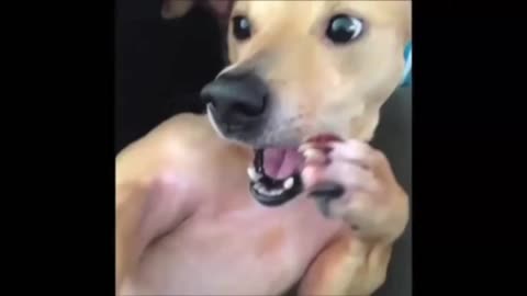 Funny animal video