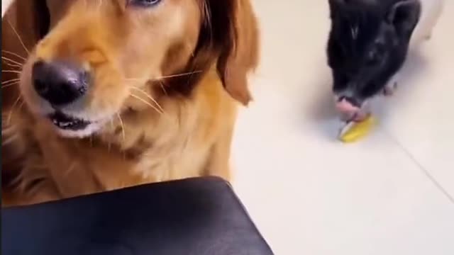 [Funny Collection] Season 2, funny two dogs!