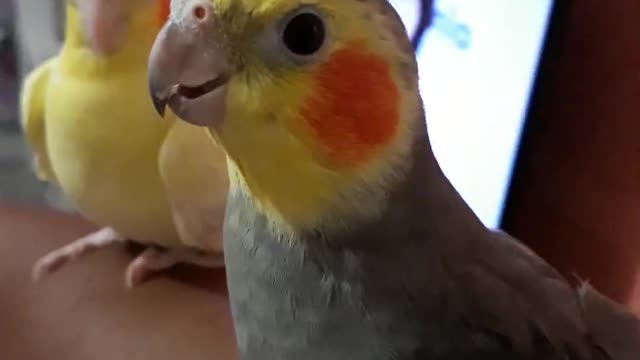 My cockatiels, my couple, I have them since puppies