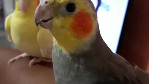 My cockatiels, my couple, I have them since puppies