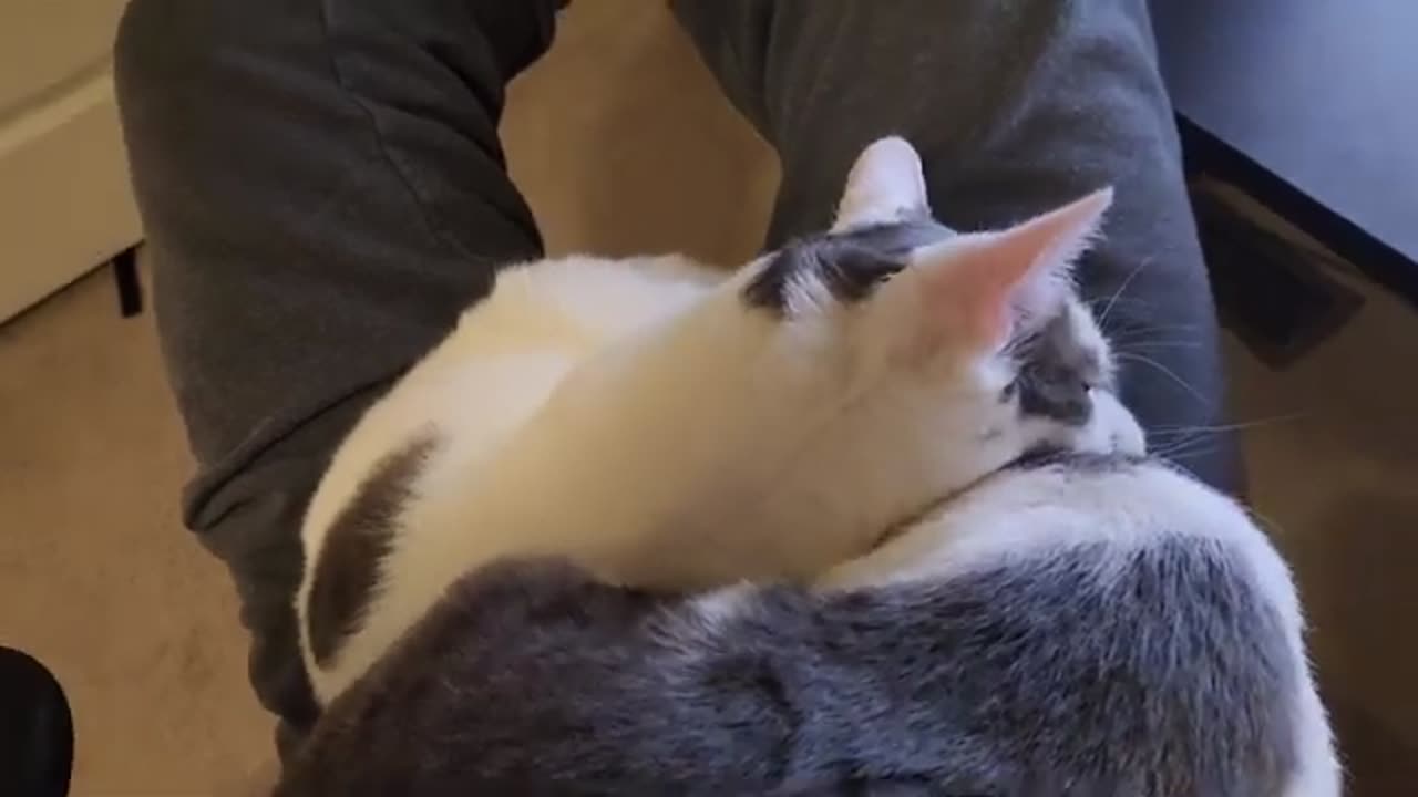 Cats Brother Lick Each Other For Deep Clean