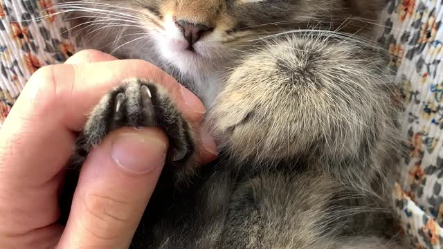 playful cute kitten loves to cuddle