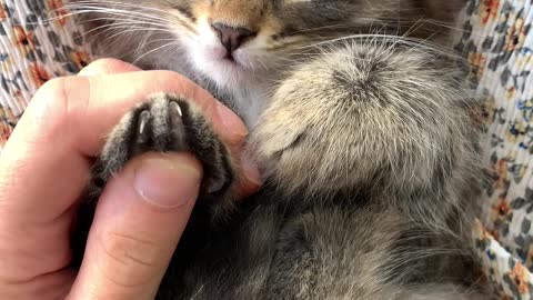 playful cute kitten loves to cuddle