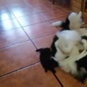 Ohhhhh my gosh…..I could watch this all day!!