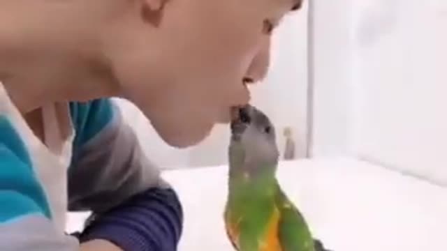 This Amazing parrot has 104 millions views on Facebook