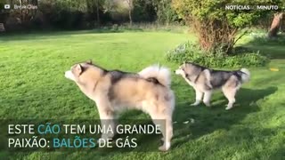 Cão vê balão de gás pela primeira vez e se emociona