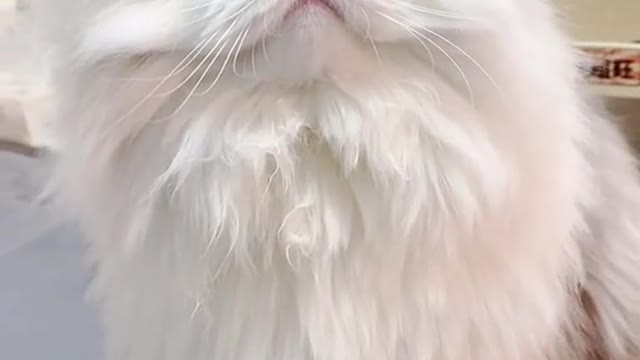 Cute cat video