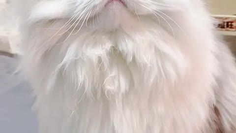 Cute cat video