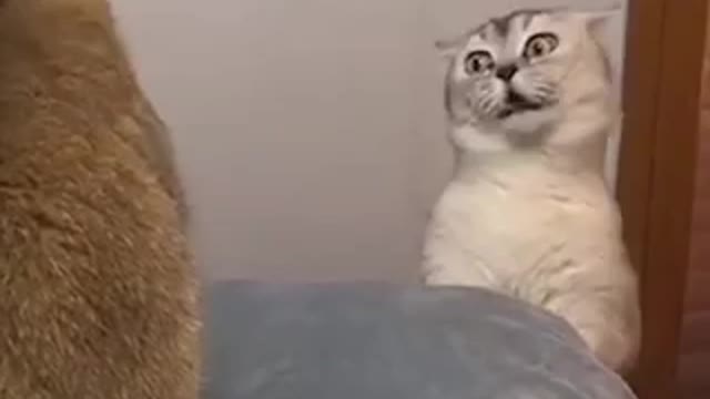 Funny cats fighting again it’s a problem serious of lovers