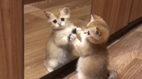 Cute and funny animals