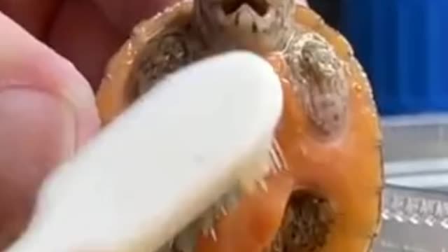 Turtle shower 💦🐢