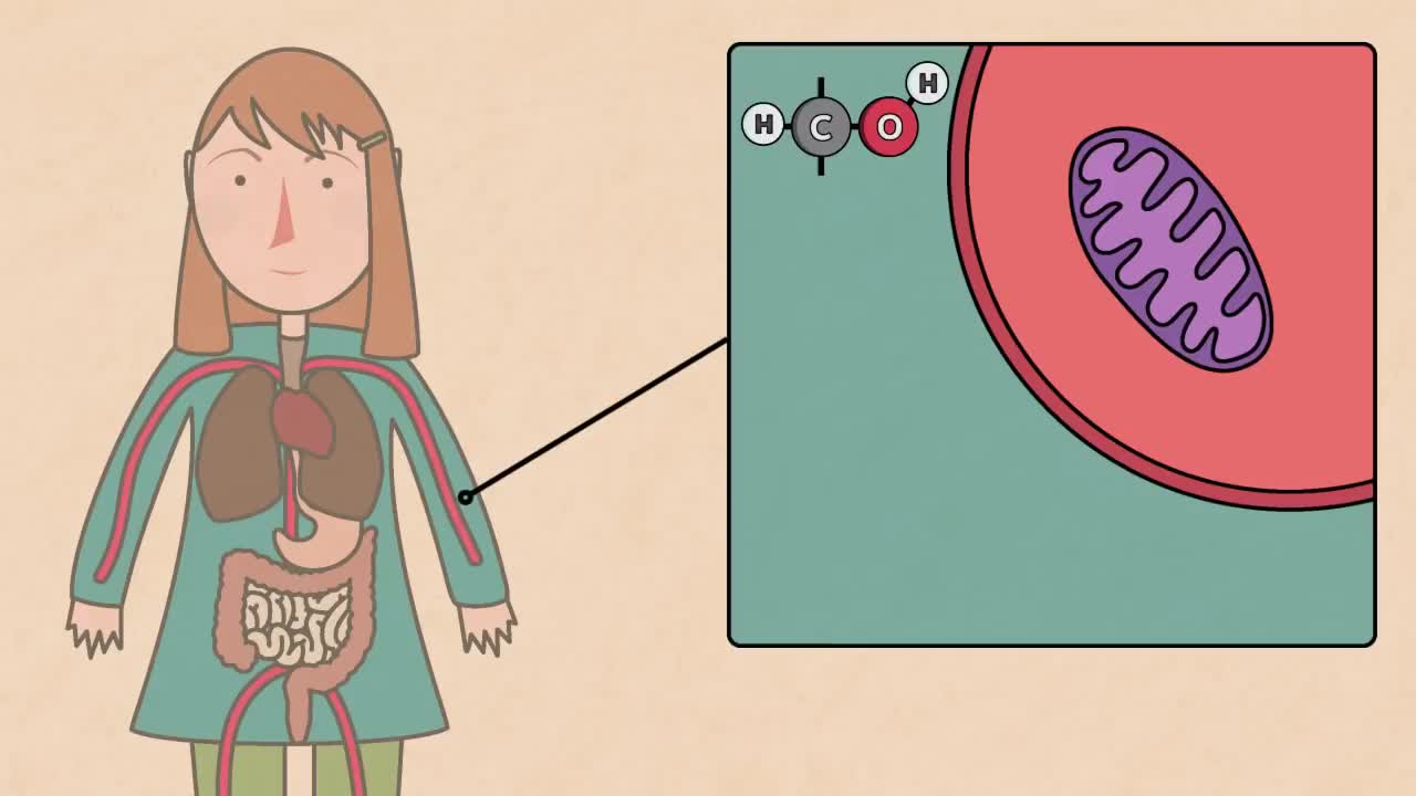 What is Photosynthesis & Respiration |In detail explanation | Reactions | Chemistry | Science