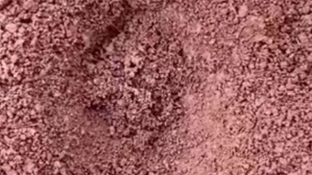 Ant Explore