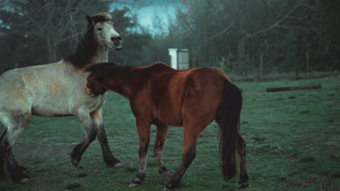 Two horses who have fun dancing in a good atmosphere. 🐴