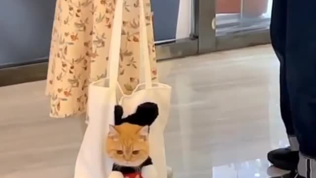 bag cat