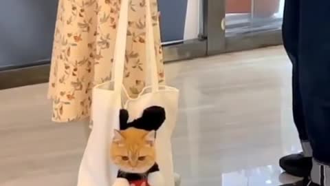 bag cat