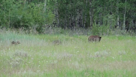 bears family