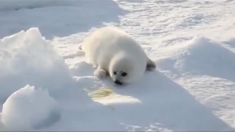 Bebe Foca Busca A Su Madre