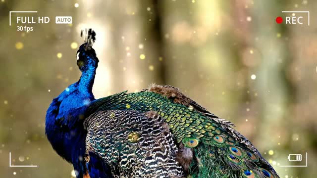 I love peacock and u will love them too after watching this 😍✨😍