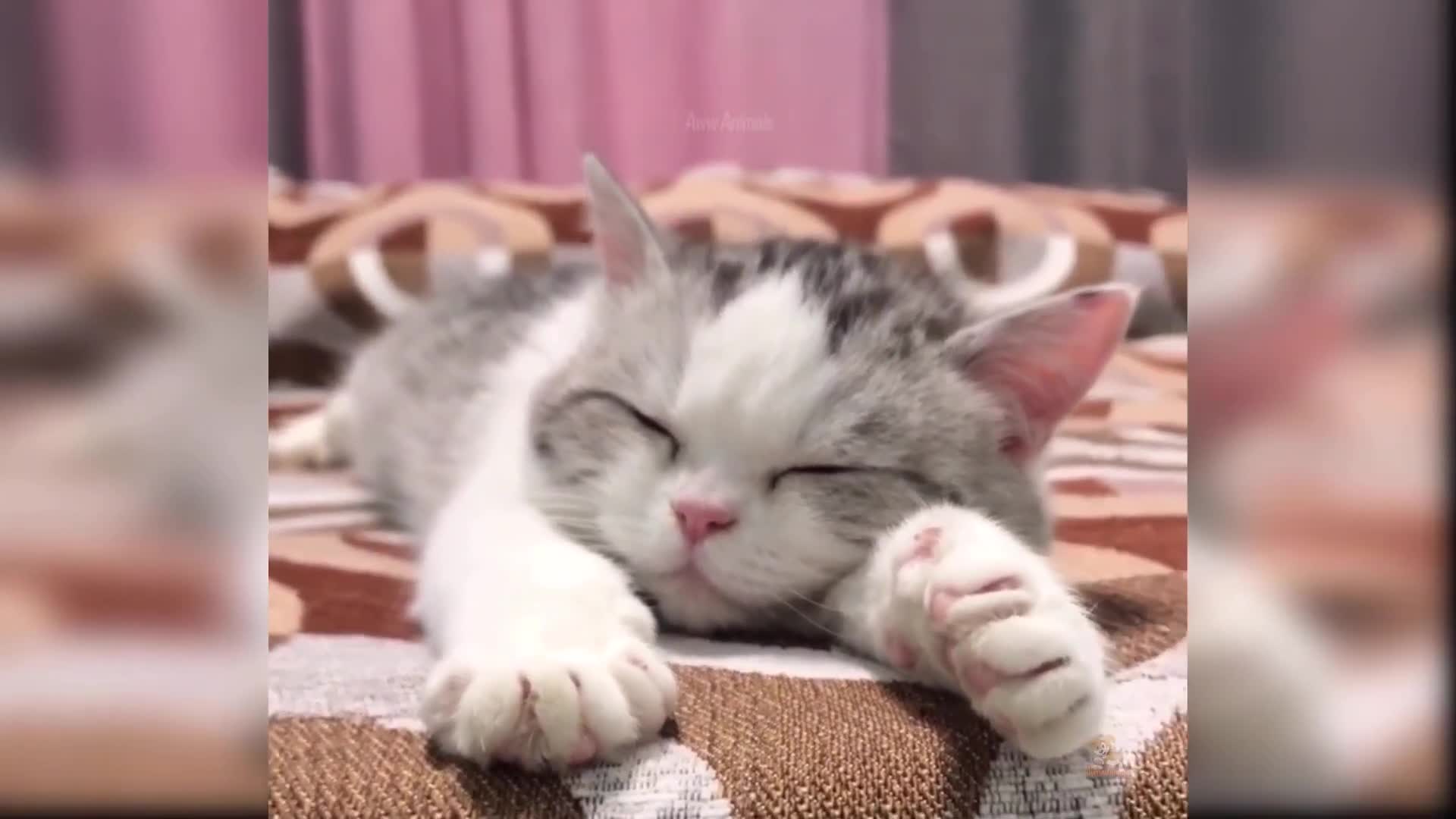 Funny Cat Compilation (Try not to laugh)