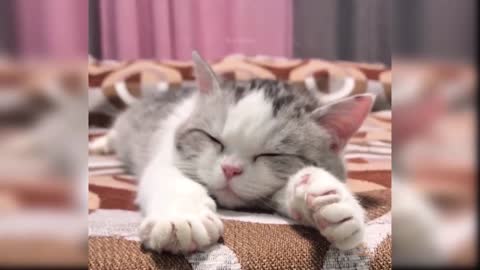 Funny Cat Compilation (Try not to laugh)