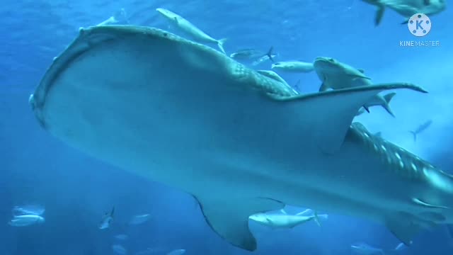 Sahrk in an Aquarium|Stunning underwater photography of the beautiful zebra shark