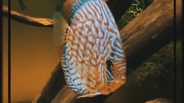 Moskvarium(the biggest aquarium in Russia)
